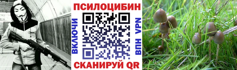 Галлюциногенные грибы прущие грибы  Купить закладки  Западная Двина 